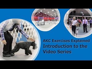 Introduction to AKC Exercises Explained