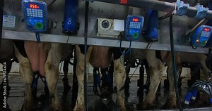 The process of milking cows on the farm. A modern farm. Automatic machine for milking cows. Dairy industry.