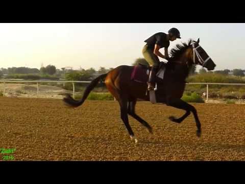 Horses: Gallop in Slow Motion