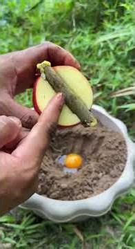 Amazing Mango & Apple Tree Grafting Technique | Grow Two Fruits on One Tree