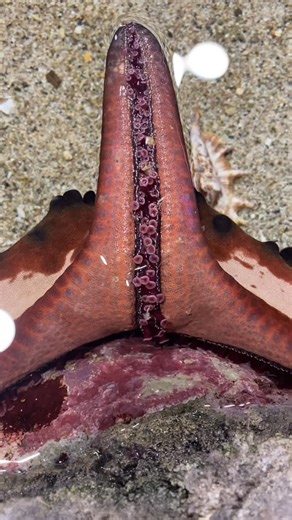 Rockpool Rodeo on Instagram: "Wondering what these little alien suckers might be? 👽 They are TUBE FEET 👣 the secret to movement for most ECHINODERMS ⭐️ Echinoderms include some of my most commonly featured critters - sea stars, sand dollars, sea cucumbers and sea urchins. Most of our echinoderms have tube feet, which look a bit like the suckers of an octopus but have many different functions: 🚗 Locomotion 🚗 Like little suction cups, echinoderms can sucker their way along hard surfaces and sa