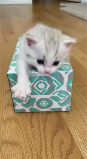 Funniest Cat Fails You’ve Ever Seen! 😹 - #Shorts