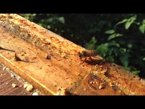 Honey bee collecting and repurposing propolis