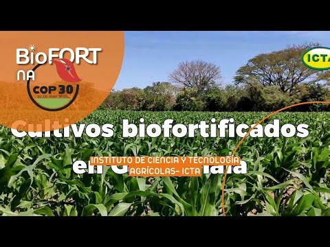Instituto de Ciencia y Tecnología Agrícolas- ICTA