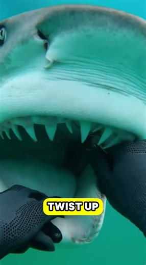 She let me take the HOOK out! 🦈🥺 #shorts #shark #ocean