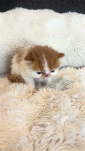 Exotic Persian kitten Daphne purring and making biscuits