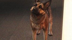 Fallout 4: Neue Mod lässt euch als Dogmeat spielen