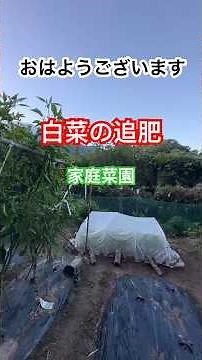 空の浮き雲の家庭菜園 白菜の追肥をします。#畑再生 #家庭菜園 #田舎暮らし