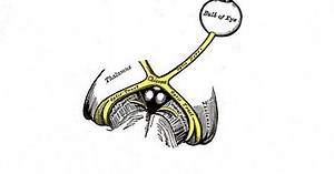 Le chiasma optique: de quoi s'agit-il et quelles sont ses fonctions?