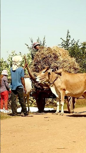 Buffalo, Ox and Cow, What is the difference? #animals #facts wildlife