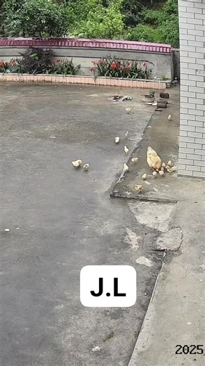 Jaouhar Motard on Instagram