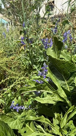 🚨 UC! 🚨 $100 gift voucher is now on campus waiting for you to find 💃🏻 Check the clues. Post a pic and tag us if you find it!! 😎 . . . #uc #uclife #canberra #universityofcanberra #ucoweek | Sisters Inked