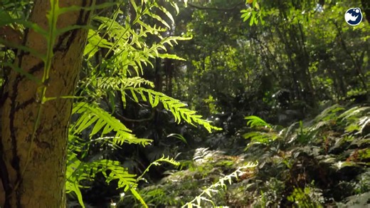 What If Every Animal Became a Carnivore?😱🦴