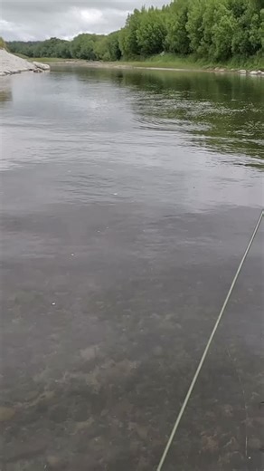 Good to see plenty of rises. #trout #troutfishing #fish #fishing #troutnewzealand #trouthunting #troutonthefly #flyfishing #flyfishingnewzealand #flyfishingaddict #flyfishinglife #flyfishingadventures #flyfishingphotography #rivers #newzealand #adventure #epic #trend #reels #sunday #catchandrelease #catchandreleaseonly #hunterselement #browntrout #manawatu #manawaturiver | Aaron Trout Fishing