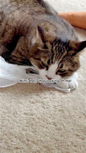 Mimi and Mimeo can’t decide who’s at fault #siblingrivalry #cats