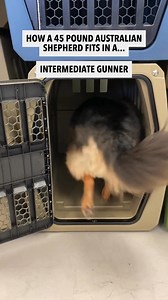 7.7K views · 13 reactions | Sizing a 45lb Australian Shepherd. Comment what size you think is best. | GUNNER | Facebook