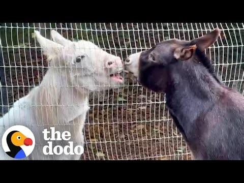 Donkey Who Lived Alone for A Decade Finally Finds A Best Friend | The Dodo