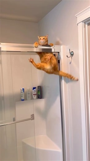 I gatti più divertenti del web 😂🐱 | Cats Funny Compilation