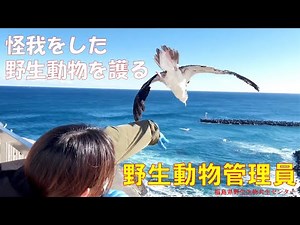 【怪我をした野生動物を護る！】野生動物管理員の仕事を紹介