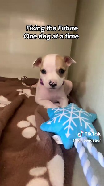 12 lives were changed today 💙🐾 #fyp #spayandneuter #fixingthefuture #kgfoundation #foundation