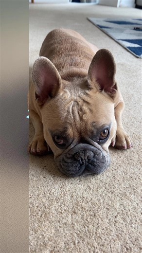 TJ The Frenchie on TikTok