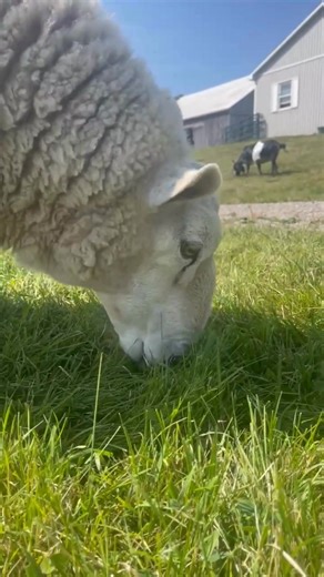 Did you Know? Ruminants like sheep, goats, and cows don’t have top front teeth! Instead, they have a hard dental pad on top, which presses against their bottom teeth to make that satisfying rip you hear while grazing. They do have molars and premolars on both jaws, and once the grass is ripped off, they chew it with these flat grinding teeth. 🌱✨ #Didyouknow #Abraham #heefs #happilyeverestherfarmsanctuary | Happily Ever Esther Farm Sanctuary