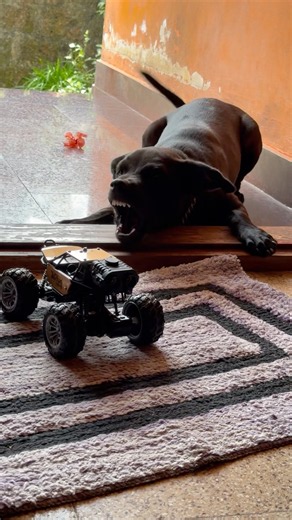 Angry puppy barking sounds #funny #dogtalk #petsempire #dogcommunication #pets #barkingbliss