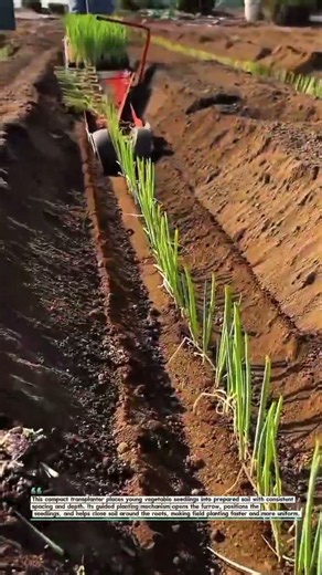 Precision Seedling Transplanter in Action 🌱 #FarmTech #AgriTools #SmartFarming