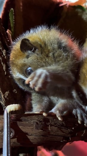 “Animal shipments are imperative to sustain zoo populations. They enable us to set up new breeding pairs and create appropriate social groupings for our residents. "The Small Mammal House averages over 20 animal shipments per year, and the keepers are integral to that process. They train animals to be comfortable with their crates for shipment. They fill out pre-shipment paperwork so that they receiving zoo know all about the animal’s health, temperament and more (including favorite enrichment a