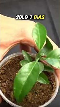 This is how I germinated an orange seed 🍊🌱 (real result) #plants