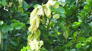 Maniltoa lenticellata (Also called silk handkerchief tree, cascading bean, bunga sapu tangan, and native handkerchief tree). Maniltoa lenticellata can grow up to 22 m (72 ft) tall