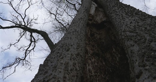 Is Your Neighborhood Tree a Hidden Danger? Arborist shares why a tree checkup matters