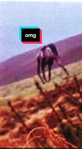 previously classified footage of alien bio-engineered mutant creature on British military base film dated 1976 #cryptid #mutant #alien #british #england