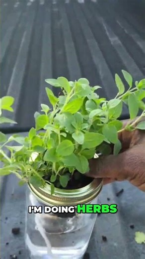 Grow Fresh Herbs Instantly: Easy Kratky Method Explained! #shorts