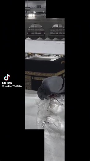 pullar sab (@pillarsab)’s videos with original sound - pullar sab