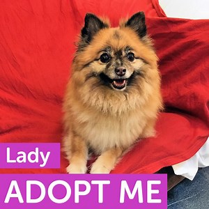 Sweet little Lady is still waiting for the home of her dreams - could you adopt her? Sadly this beautiful five-year-old hasn't had the best start to life, after she was left no longer wanted. Understandably she is a little shy around new people, but once she gets to know and trust you she is extremely loving and affectionate, enjoying nothing more than climbing on your lap for cuddles and belly rubs. Ideally, she's looking for a loving, all-adult home where she can be the only pet. Please share 