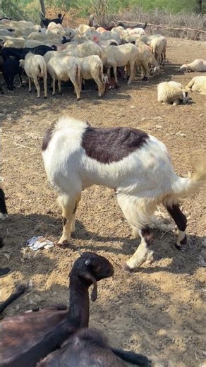 big Bull goats sounds 🤣 style #shorts