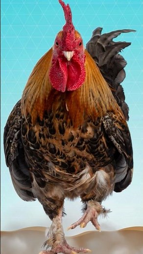 Why Do Roosters Crow?