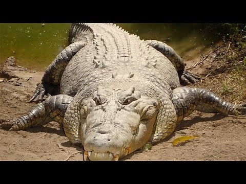Crocodile Marin - Le Plus Grand Reptile Du Monde / Documentaire (Français/HD)