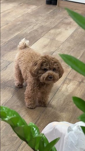 Dog Meows Like a Cat || ViralHog