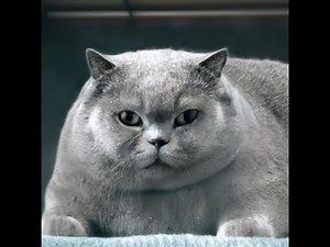 Swapfell Temmie Fight (Broken Editon)