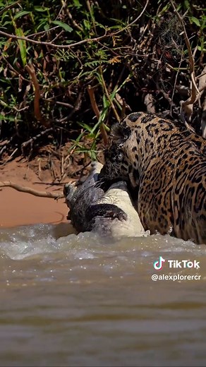 ¡Pensé que solo vería esto en DOCUMENTALES! 😱🤯 #jaguar #wildlife #viral #photography #nature