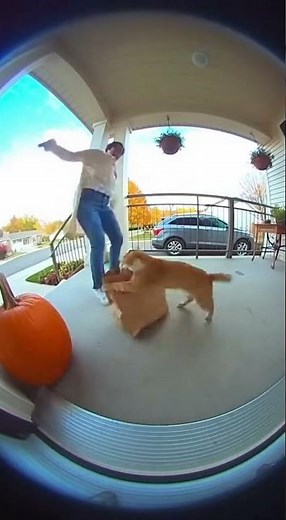 Ring bell door footage of a cheeky monkey tries to steal baby and cat saved that baby from monkey 2