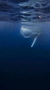 How would you react if a huge sperm whale approached, opening its massive jaws and directing a series of powerful clicks at you? 🐋📽️ @bluescape.th x @b.blankedDespite their imposing presence, these magnificent creatures pose no threat to humans. The clicking sounds you hear are actually a form of echolocation, similar to sonar, used by sperm whales to navigate the deep ocean and find their favorite food - giant squid.Although such an encounter would be unforgettable, watching patiently from a 