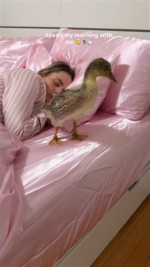 @the_hayeks on Instagram: "spent my morning with me comment “ducky” if you need any links #duck #ducks #duckmom #ducklovers #duckduck #duckpet #pet #ducklovers #cute #ducksofinstagram #explorepage Ducks care, ducklings, duck pet, duck bath time, duck lover, Amazon, Amazon duck accessories, explore page"