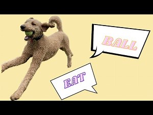 "EAT" AND "BALL" | TEACH YOUR DOG TO TALK using buttons!