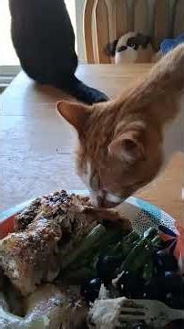 Happy Easter from my Kitty heaven 🐈