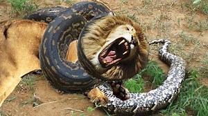 205K views · 2.5K reactions | Lion Vs. Snake and Python | Wild Animal World | Facebook