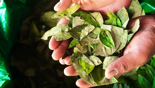 Coca and the biology behind its powerful effects on the human body