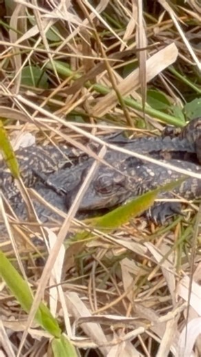 Group of baby alligators 🐊